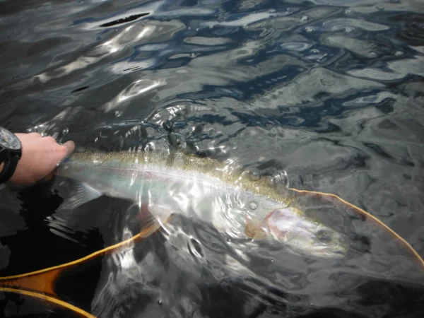 Summer Trout BC Lake Box - Image 2