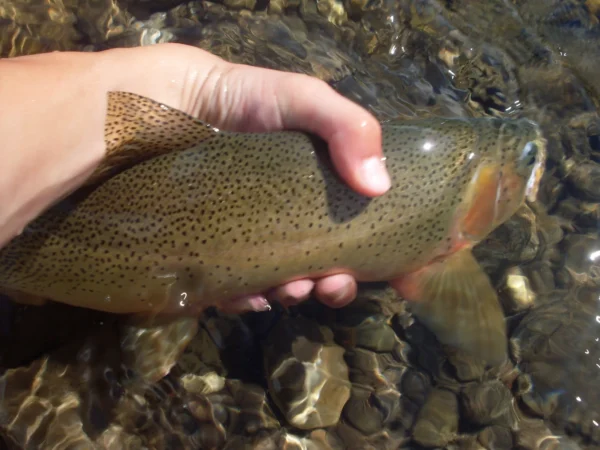 Dry Fly River Essentials - Image 4